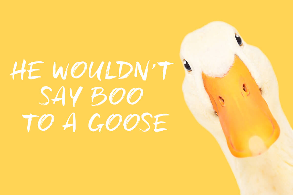 He wouldn’t say boo to a goose